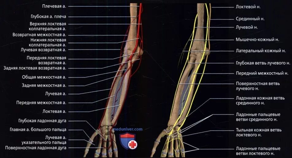 Локтевой нерв анатомия иннервация. Локтевой нерв анатомия топография. Анатомия поверхностной ветви лучевого нерва. Срединный нерв на предплечье.