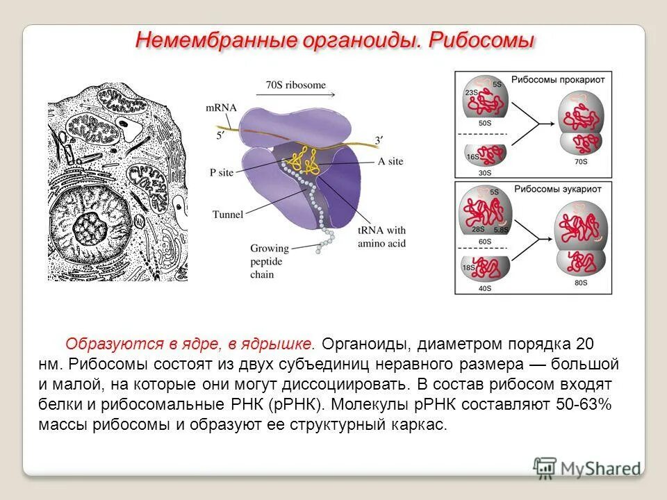 Немембранные органоиды рибосомы функции. Структура органоидов рибосом. Органеллы содержащие рибосомы. Рибосомы 70s типа. Рибосомы немембранные строение.