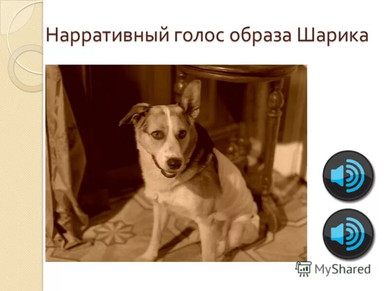 м. кто первым назвал пса шариком. как зовут собак. кто первым назвал пса шариком. характеристика шарика из собачье сердце.