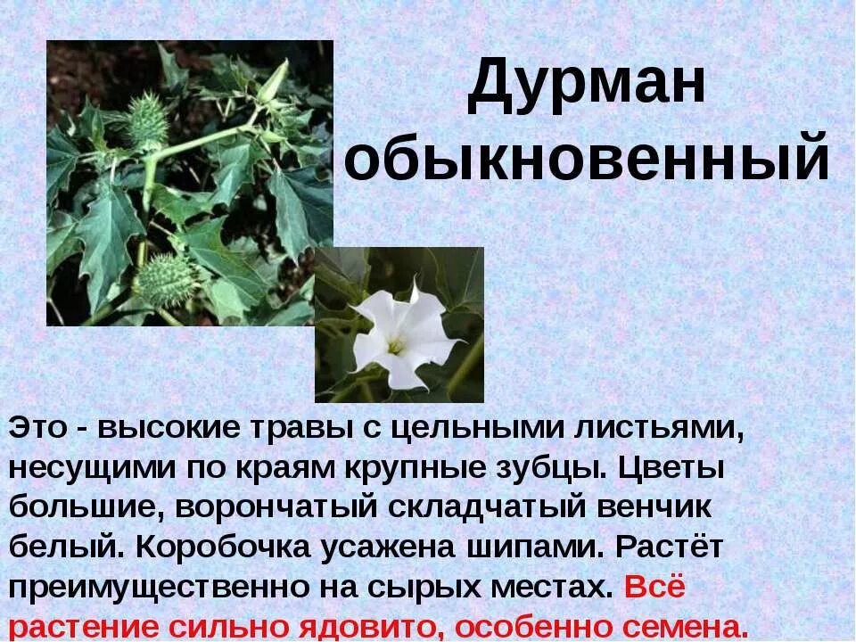Рассказ о ядовитых растениях. Листья дурмана обыкновенного. Дурман обыкновенный формула цветка. Дурман обыкновенный лечебное растение. Сообщение о ядовитых растениях.