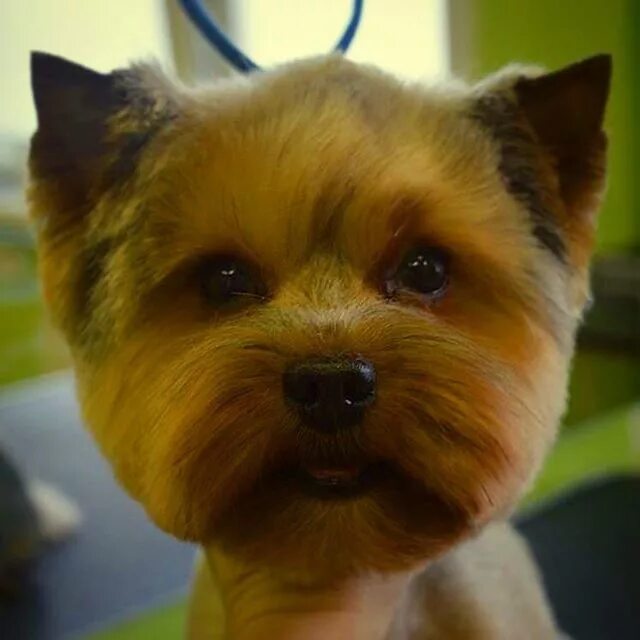 техника стрижки йоркширского терьера. стрижка для девочки йорка беби фейс. йоркширский терьер стандарт стрижки. йорк голова. короткая стрижка йорка.