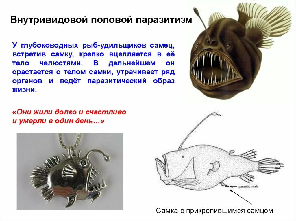 Сравните условия обитания рыб удильщика и акулы. Глубоководные удильщики размножение. рыба удильщик мужская особь. рыба удильщик самка. диморфизм удильщики.