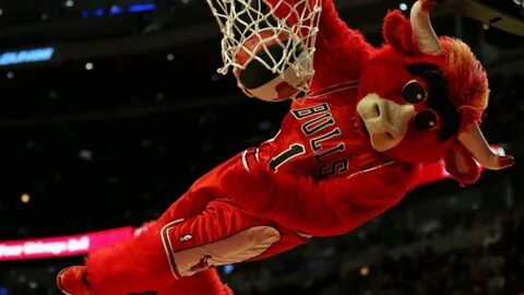 Chicago bulls