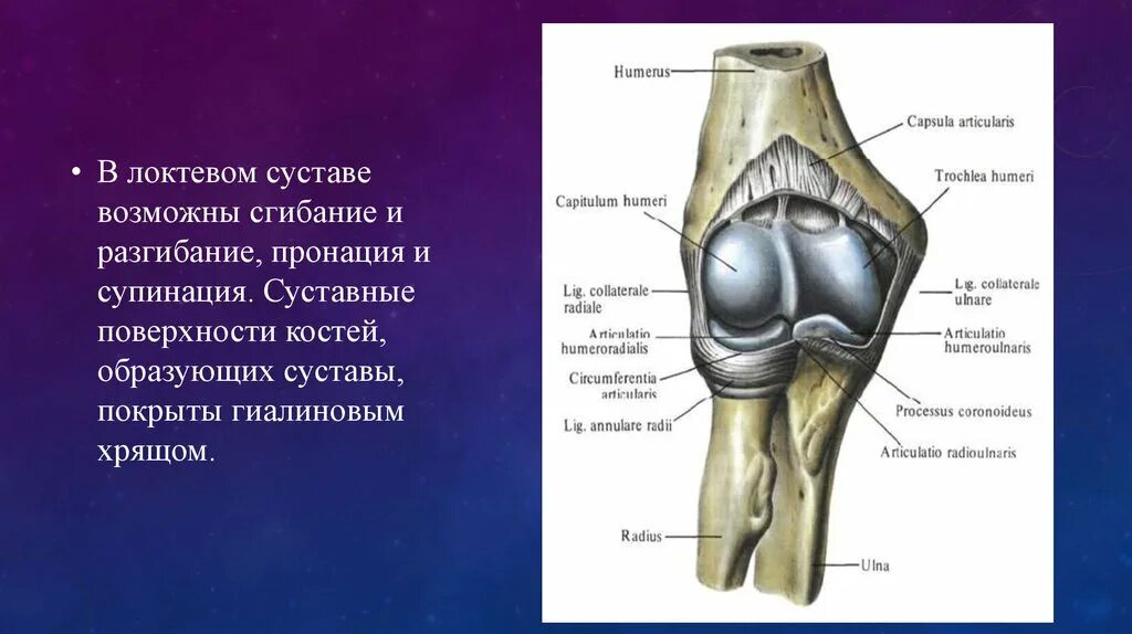 Чем покрыты суставные поверхности костей. Recessus sacciformis локтевого сустава. Строение сустава. Локтевой сустав анатомия строение. Локтевой сустав суставные поверхности.