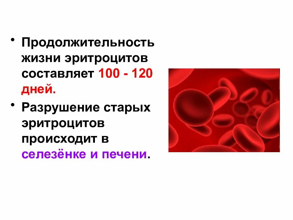 Форма продолжительности жизни эритроцитов