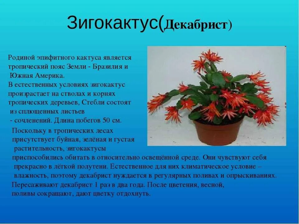 Зигокактус декабрист. Зигокактус декабрист. Декабрист цветок происхождение. Зигокактус шлюмбергера. Зигокактус декабрист.