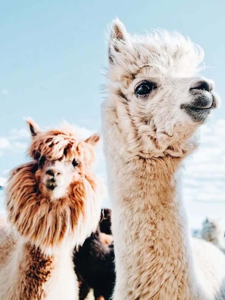 Reflection llama. Reflection llama