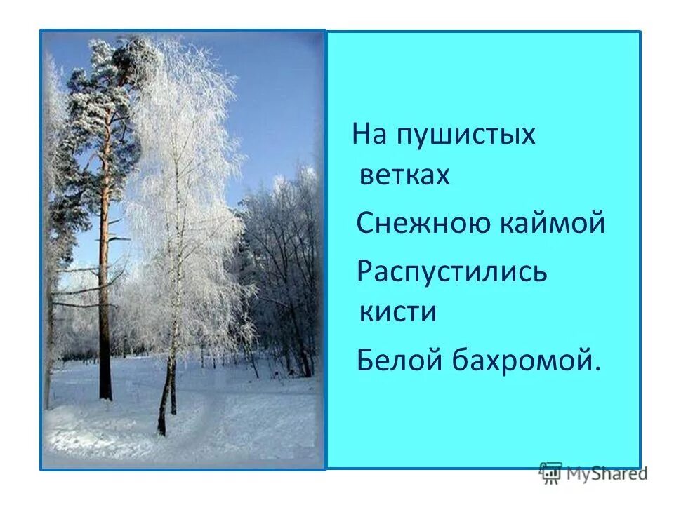 На пушистых ветках снежною каймой распустились. Снежная бахрома на деревьях. На пушистых ветках снежною каймой. На пушистых ветках. Стихотворение есенина белая береза под моим окном.