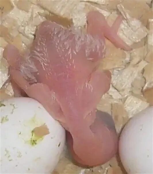 Как оплодотворяют яйца куры. Формирование яйца в курице. Зарождение яйца внутри курицы. Зарождающиеся желтки в курице. Курица выскакивает яйцо.