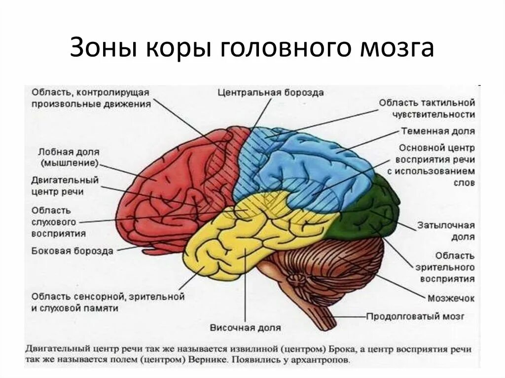 Центр мозга. Механизмы речи анатомия. анатомо-физиологические механизмы речи. физиологические механизмы речи. физиологические механизмы речи центральный.