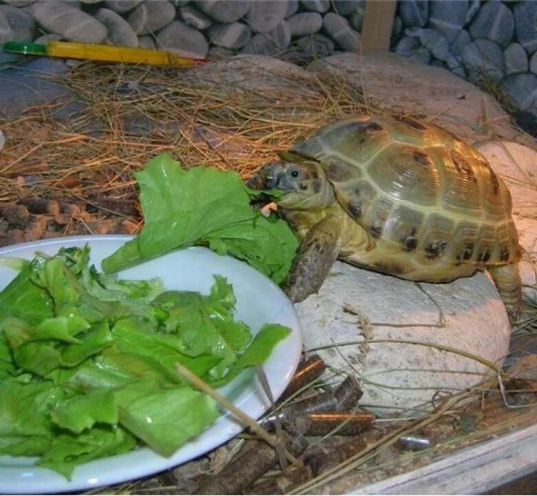 Какую рыбу можно черепахе