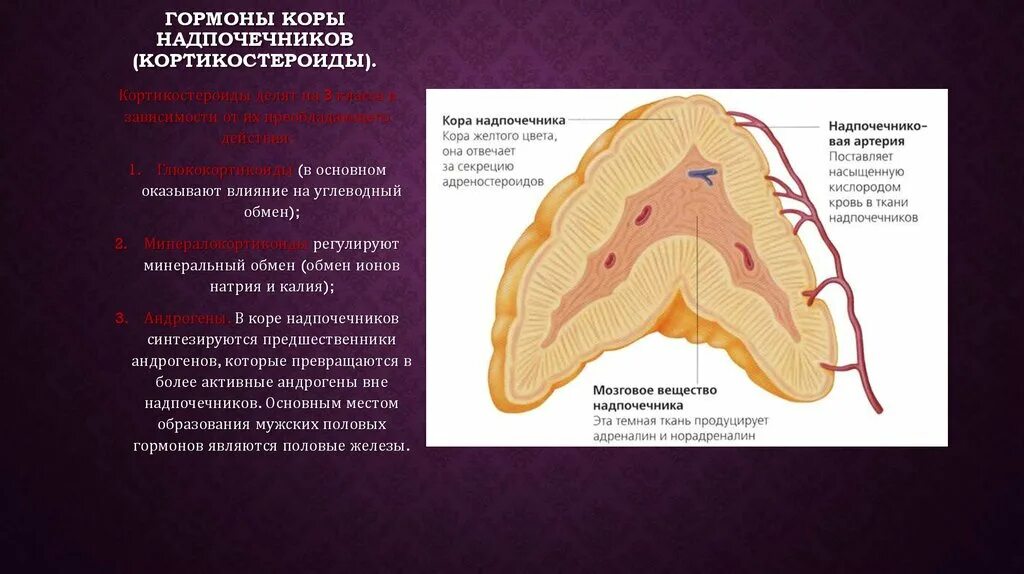 Гормоны сетчатой зоны. Корковые эндокриноциты надпочечников. Гормоны коры надпочечников по зонам. Надпочечники расположение. Надпочечники строение и функции.