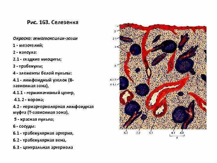 Белая пульпа селезенки гистология. Селезенка гематоксилин эозин. Селезенка окраска гематоксилин-эозином. Пульпарная артерия селезенки гистология. В селезенке образуются клетки