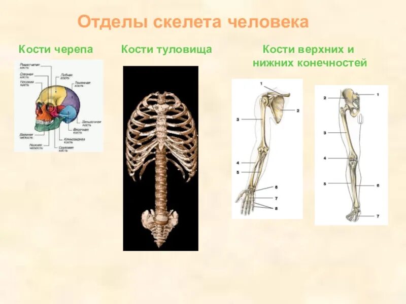 Отделы скелета. Отделы костей человека. Отделы скелета туловища. Отделы скелета человека и кости.