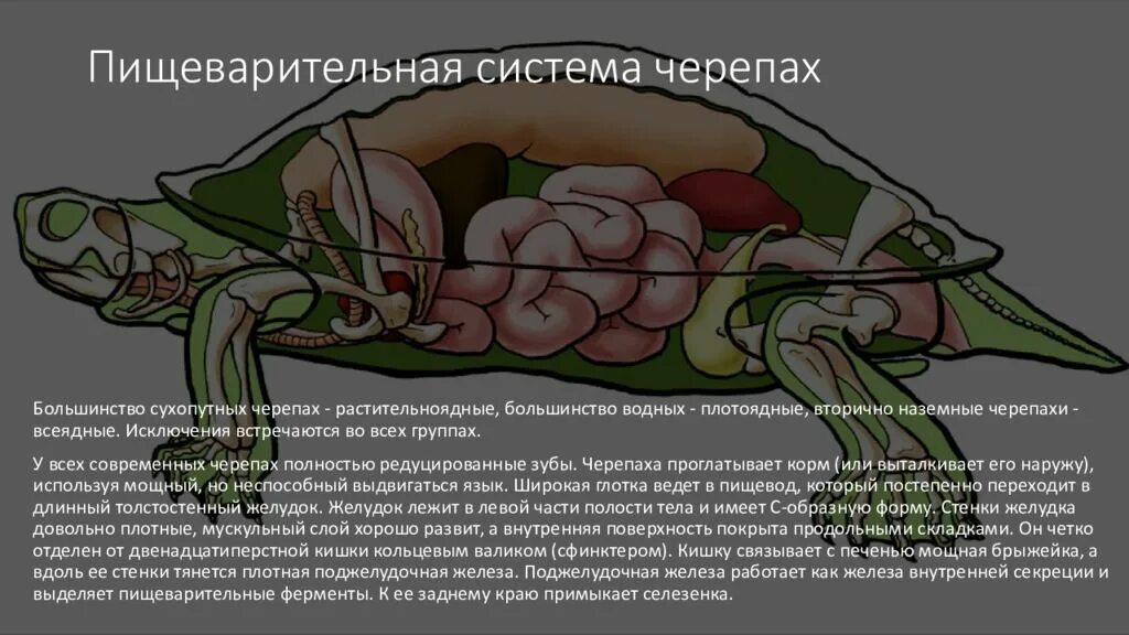 Строение органов красноухой черепахи. Нервная система и органы чувств рептилий. Нервная система рептилий. Нервная система черепах. Нервная система черепах.