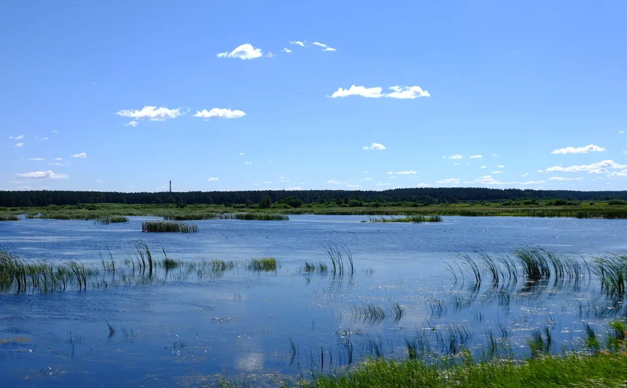 Александровский пруд. Александровские пруды подольск. Александровский пруд. Александровск пруд. Александровские пруды подольск пляж.
