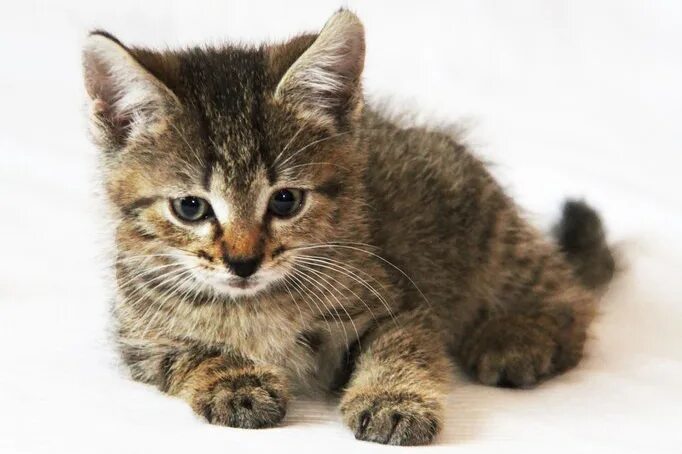 найденные кошки хотьково. маленькие животные московской области. этнопарк кочевник в хотьково. ковчег в хотьково этнопарк. животные хотьково.