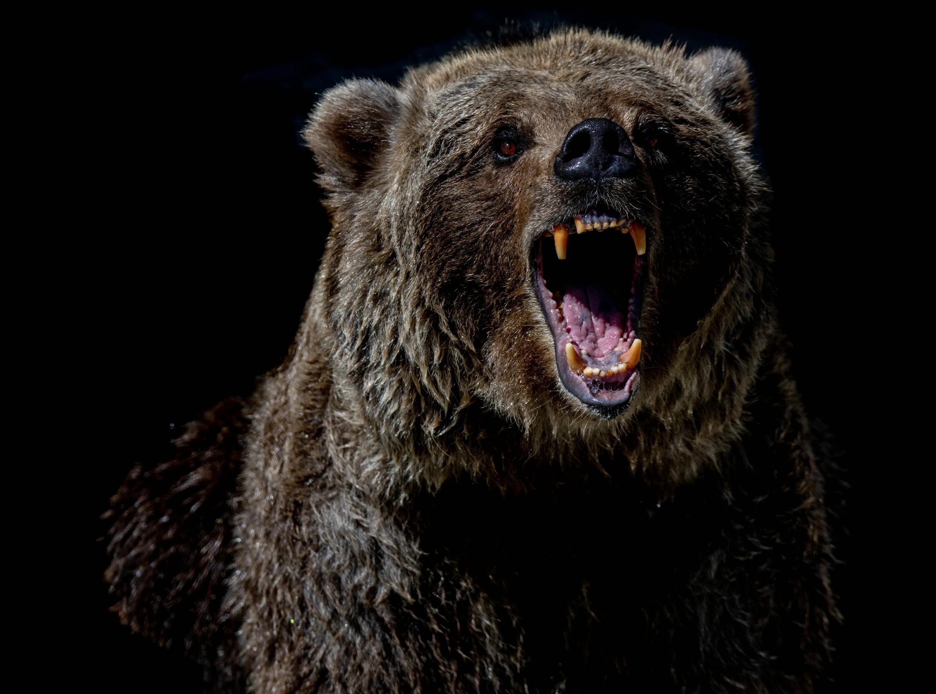 Бурый медведь нападение Гризли. Грозный медведь Гризли. Медведь Гризли нападение. Медведь Гризли нападает.