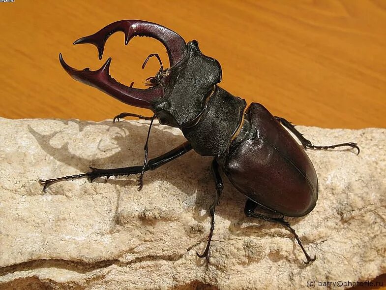 Чем перемещается жук олень. Жук-олень (lucanus cervus). жук рогач. жук олень рогач. жук рогач красная книга.