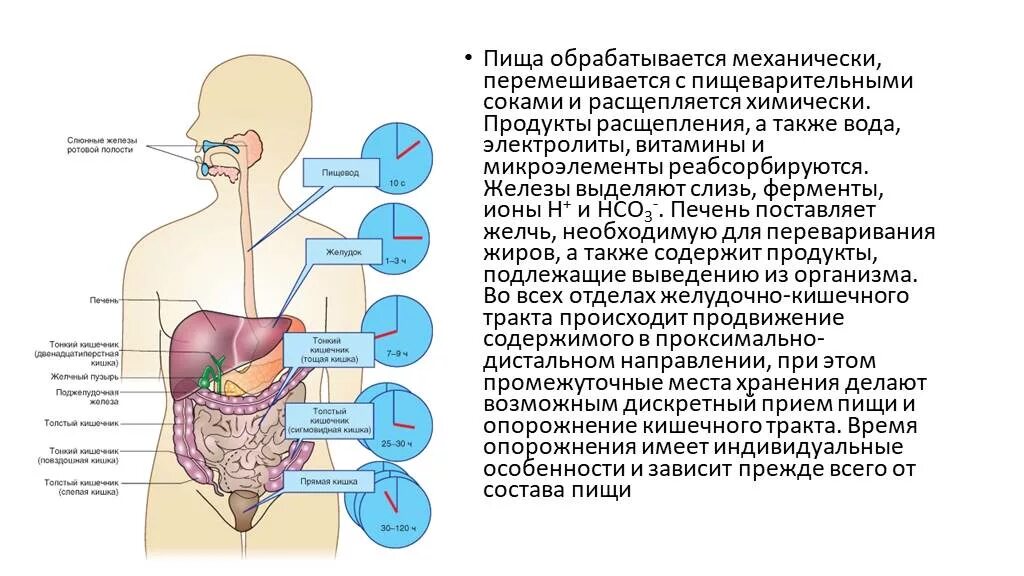 Расщепление веществ в пищеварительной системе. Время прохождения пищи через ЖКТ. Что относится к пищеварительной системе. Ферменты пищеварительной системы.