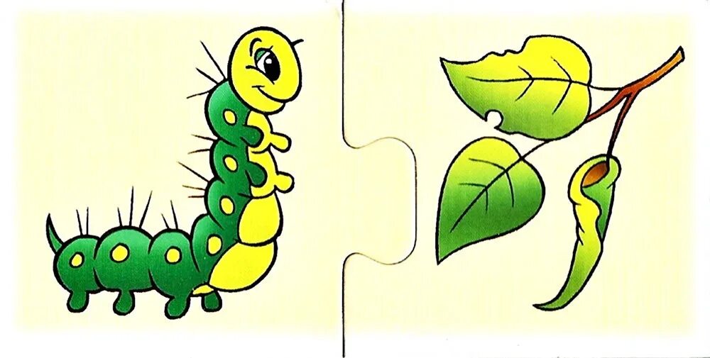 Гусеница медведицы гикори. Землемер насекомое гусеница. Гусеница зеленая на белом фоне. Гусеница землемер бабочка. Гусеница на листике.