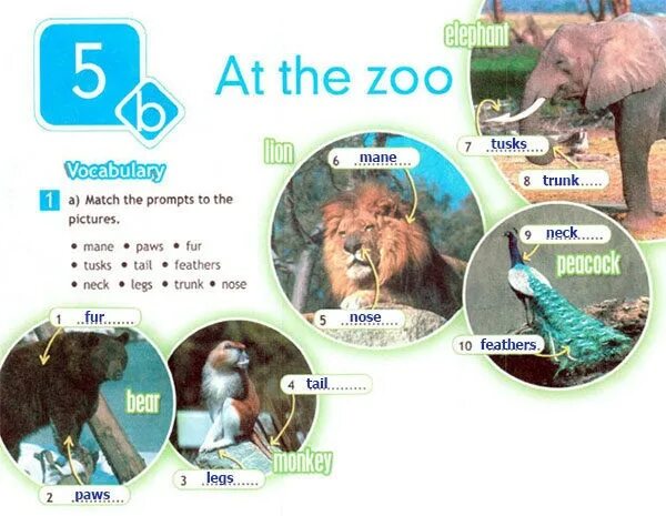 Workbook страница 42. At the Zoo 5 класс Spotlight. At the Zoo задания 2 класс. Amazing animals 5 класс Spotlight. Английский язык 5 класс 5b at the Zoo.