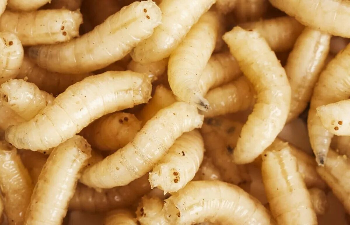 Вижу личинки. Tabanidae личинки. личинки мясных мух опарыши.
