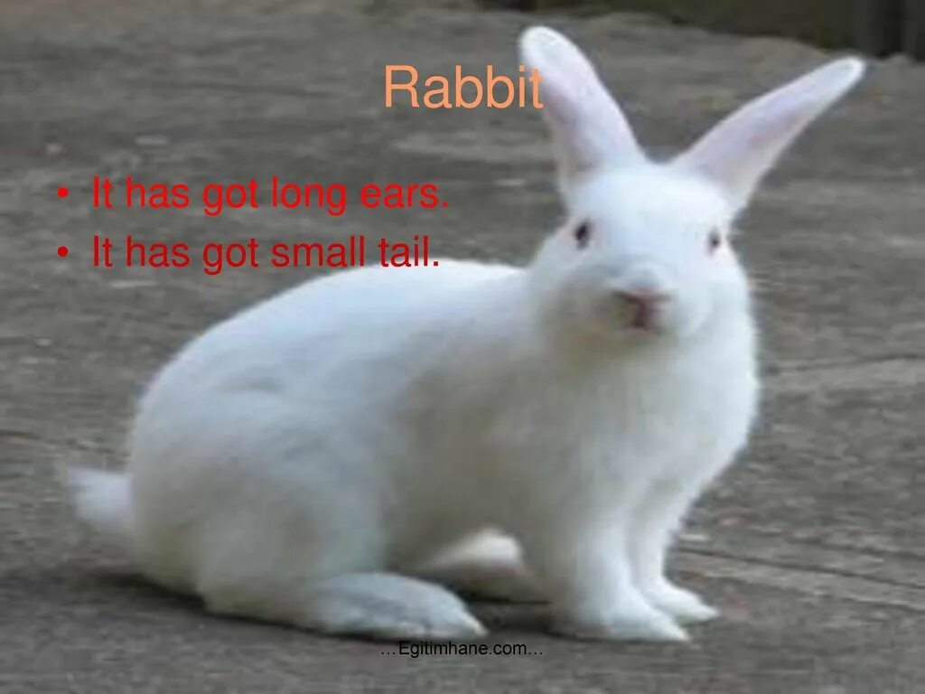It has got a long tail. A rabbit has got long ears. why rabbits have got long ears сказка. why hares have got long ears. has a rabbit got a long tail.