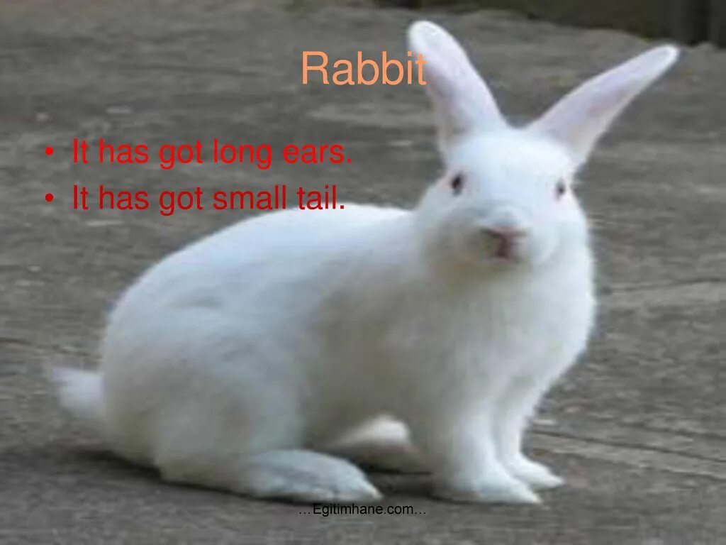 A Rabbit has got long Ears. Why Rabbits have got long Ears сказка. Why Hares have got long Ears. Has a Rabbit got a long Tail.