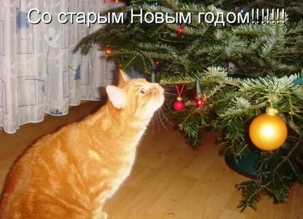 Старый новый год котики