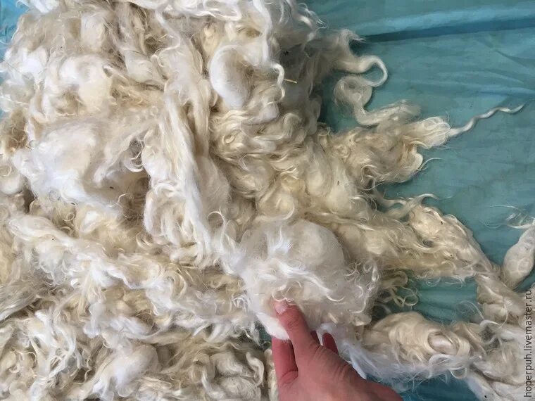 Как высушить шерсть после купания. Шерстяная вещь после стирки. Грумминг мейн кунов. Стирка шерстяных вещей. Мойка шерсти овец.