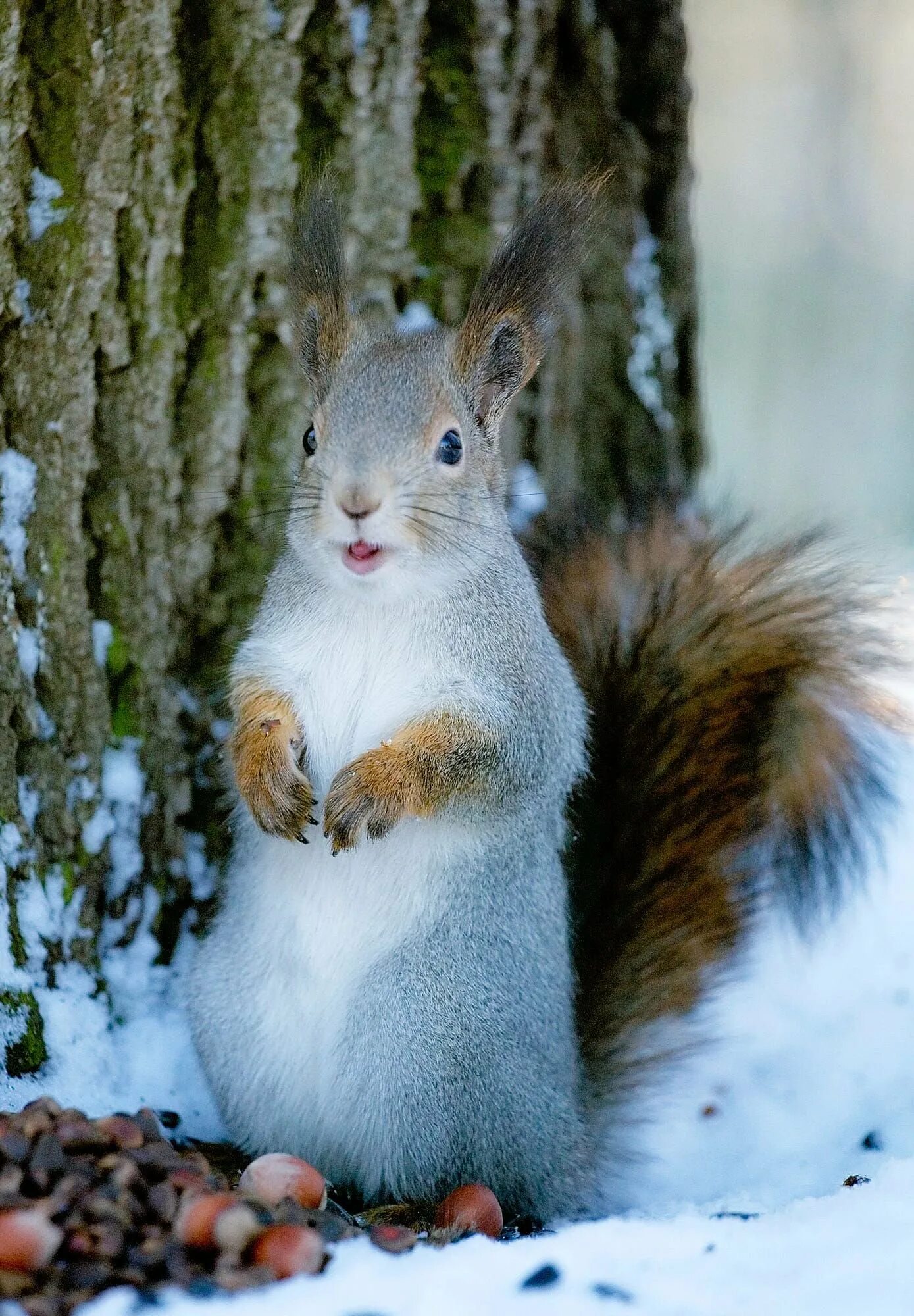 Красная белка канада. Красная белка северной америки. Смешная белка. Красные белки эстетика. Белки красноватого окраса.