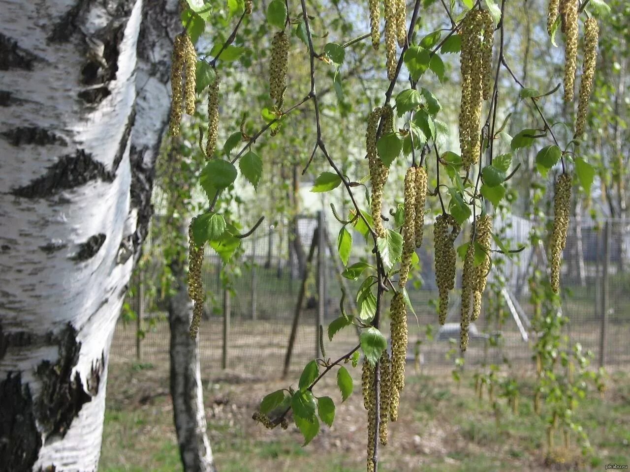 Русская береза весной. Берёза ойковская. Betula raddeana. Весенняя Березка плакучая. Берёза Радде.