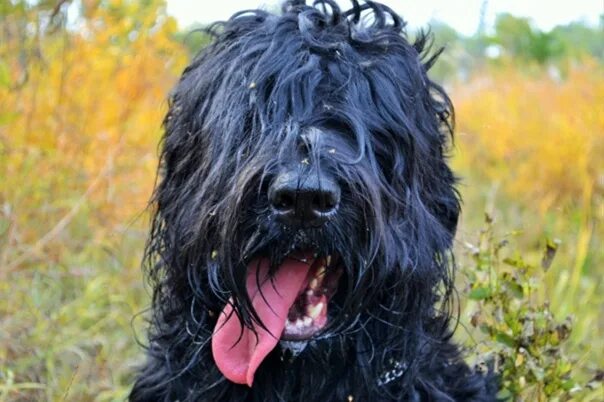 Большая черная собака. Черный терьер ньюфаундленд заросший. Большая черная лохматая собака. Большая чёрная лозмата собака. Собака чорная лахматая.