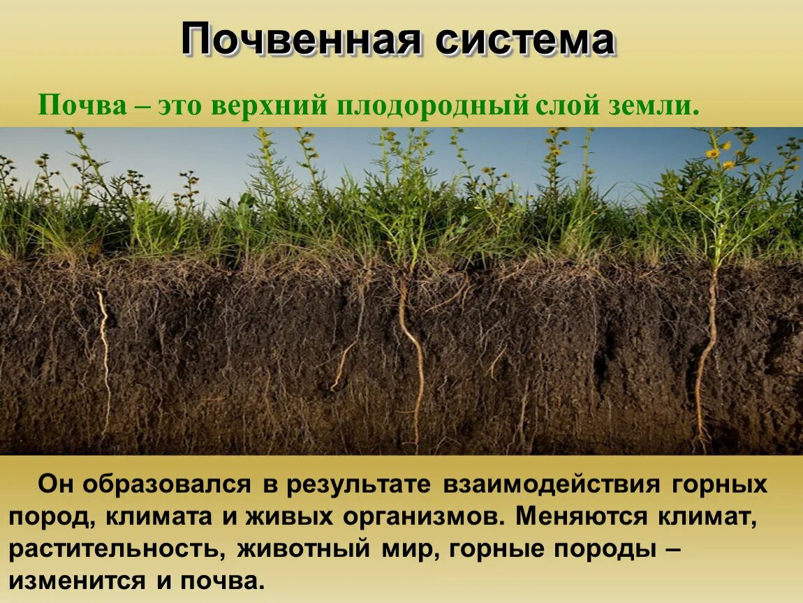 Плодородие почвы. Плодородный слой почвы. Почва плодородие почвы. Слои плодородия почвы. Плодородие это свойство почвы которое