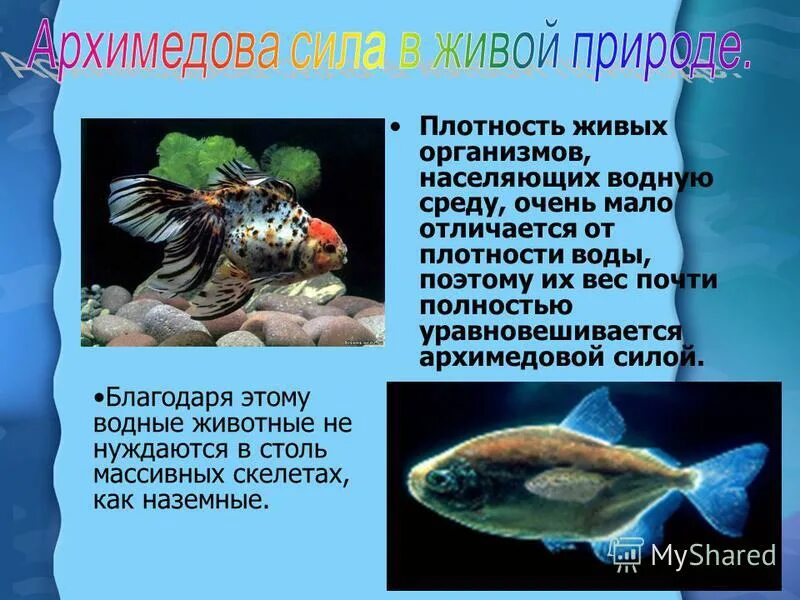 живые организмы населяющие водную. гидробионты животные. гидробионты виды. планктон 2. водная среда плотность среды.