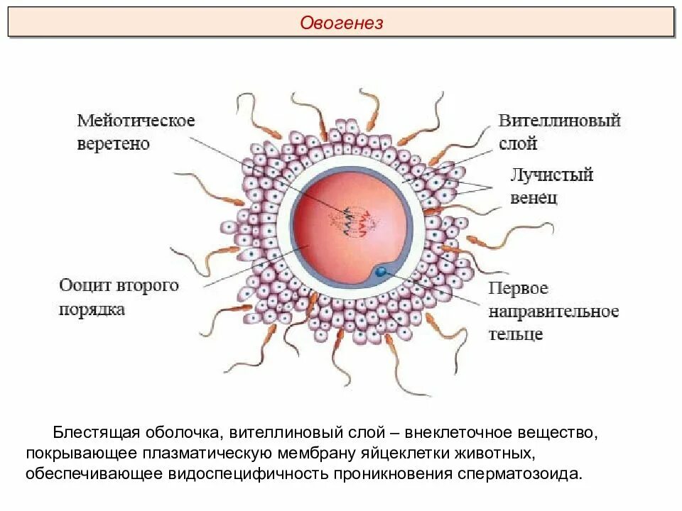 Второе направительное тельце. Яйцеклетка гистология мембрана. Внеклеточные оболочки яйцеклетки. Блестящая оболочка яйцеклетки гистология. Плазматическая мембрана яйцеклетки.