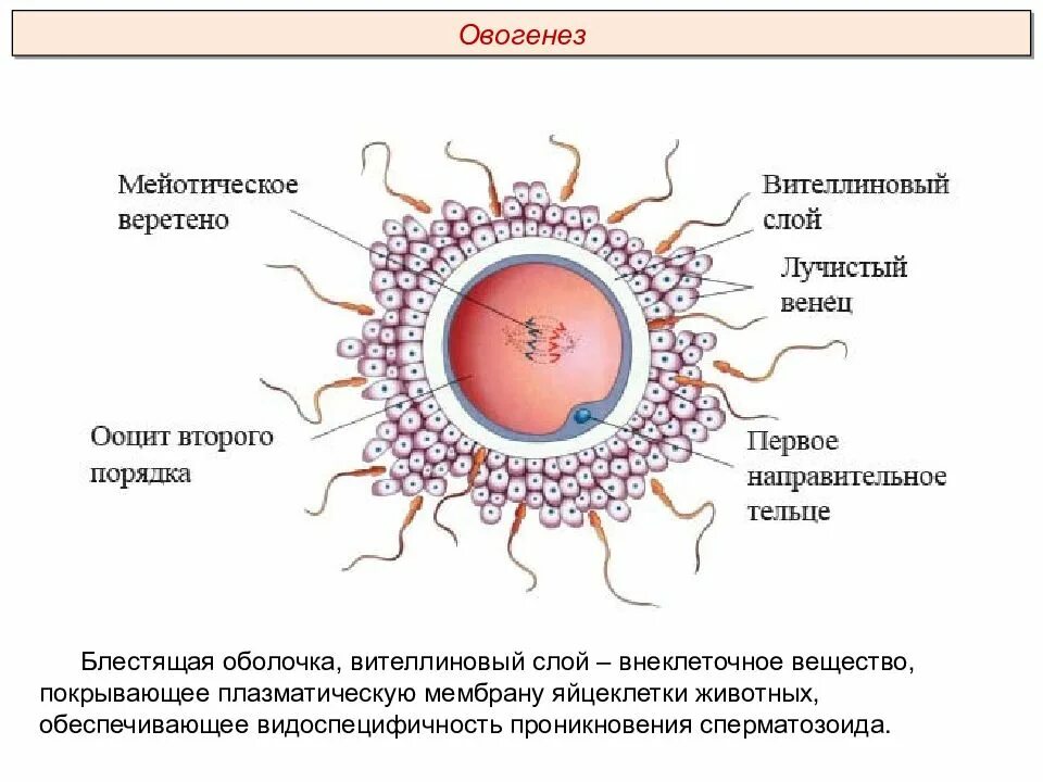 Яйцеклетка гистология мембрана. Внеклеточные оболочки яйцеклетки. Блестящая оболочка яйцеклетки гистология. Плазматическая мембрана яйцеклетки. Второе направительное тельце