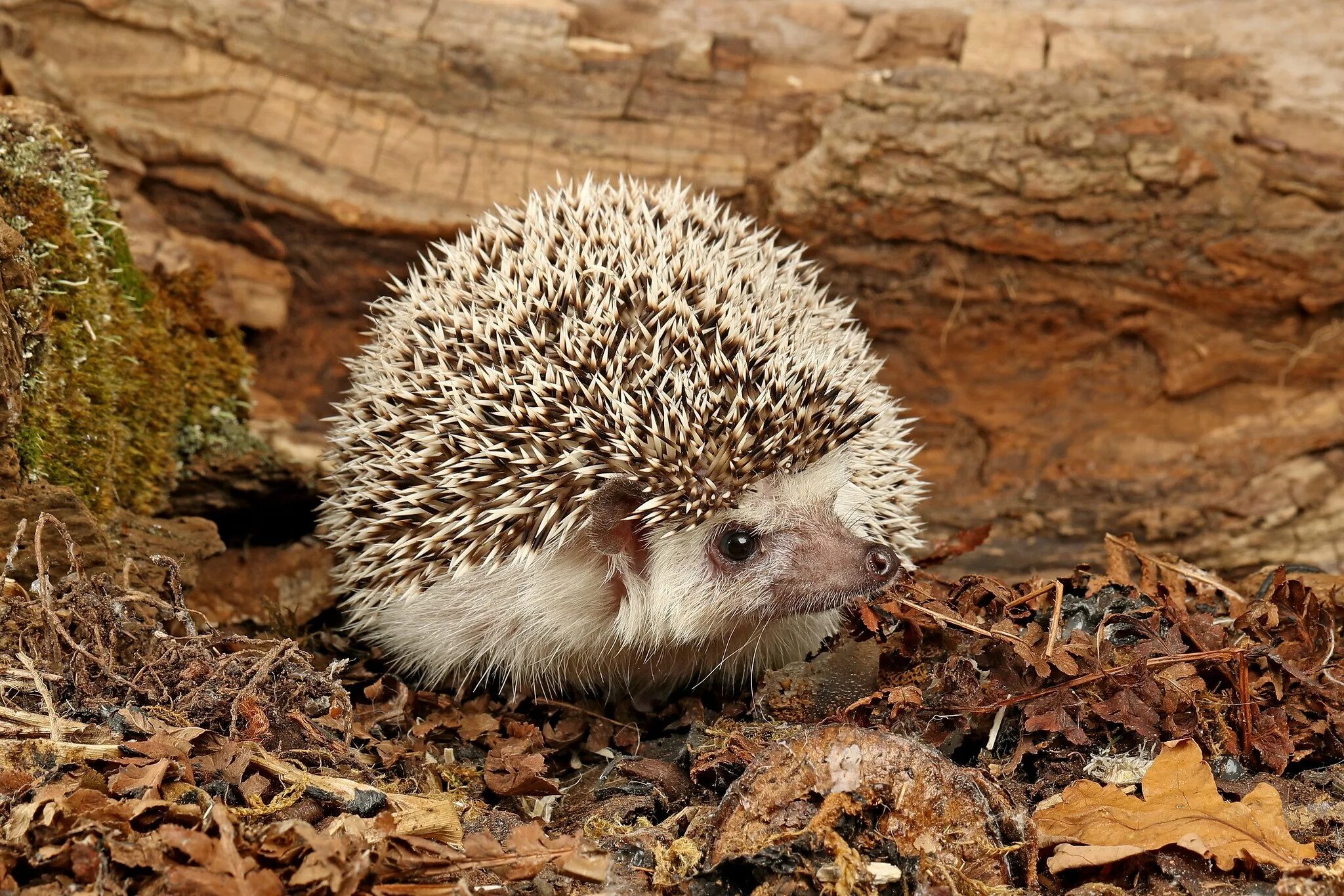 Еж вый грош вый. . Ежи (Erinaceus europaeus. Erinaceus europaeus — обыкновенный ёж. 69. Обыкновенный ёж Erinaceus europaeus. Хренобус ёж.