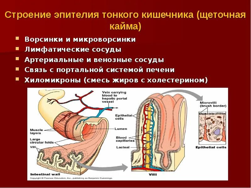 Всасывание жиров ворсинками кишечника. Микроворсинки кишечника строение. Строение и функции кишечных ворсинок анатомия. Строение кишечной ворсинки. Строение кишечной ворсинки анатомия.