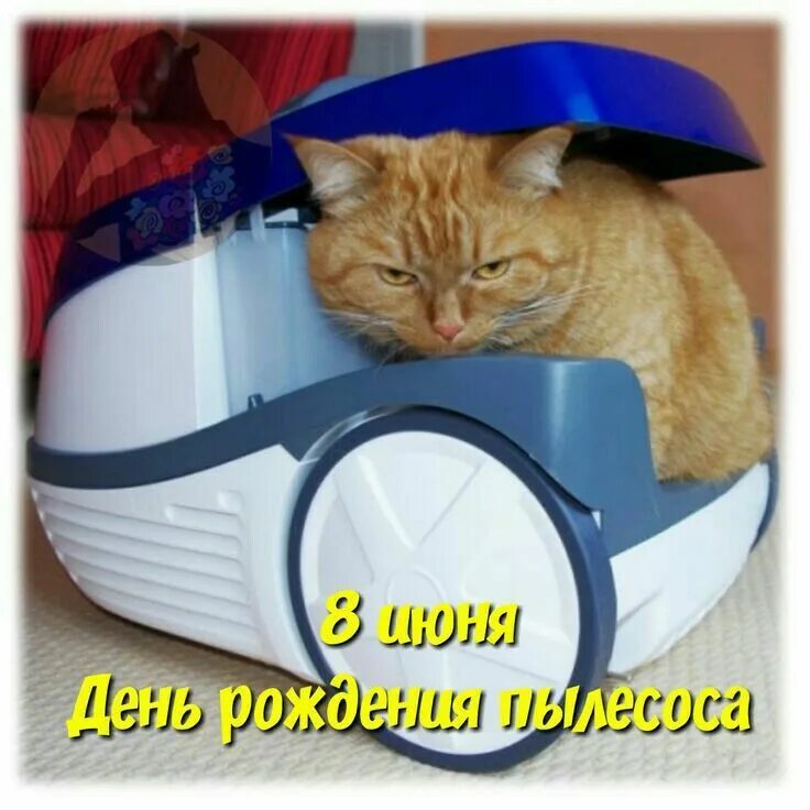 Коты катаются на пылесосе. Коты и робот пылесос. пылесос для кошек. кот пылесосит. котик на роботе пылесосе.