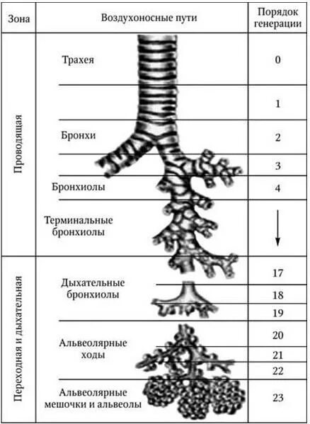 Особенности строения воздухоносных путей человека. Особенности строения воздухоносных путей человека. Перечислите воздухоносные пути дыхательной системы. Строение воздухоносных путей дыхательной системы. Особенности строения воздухоносных путей человека.