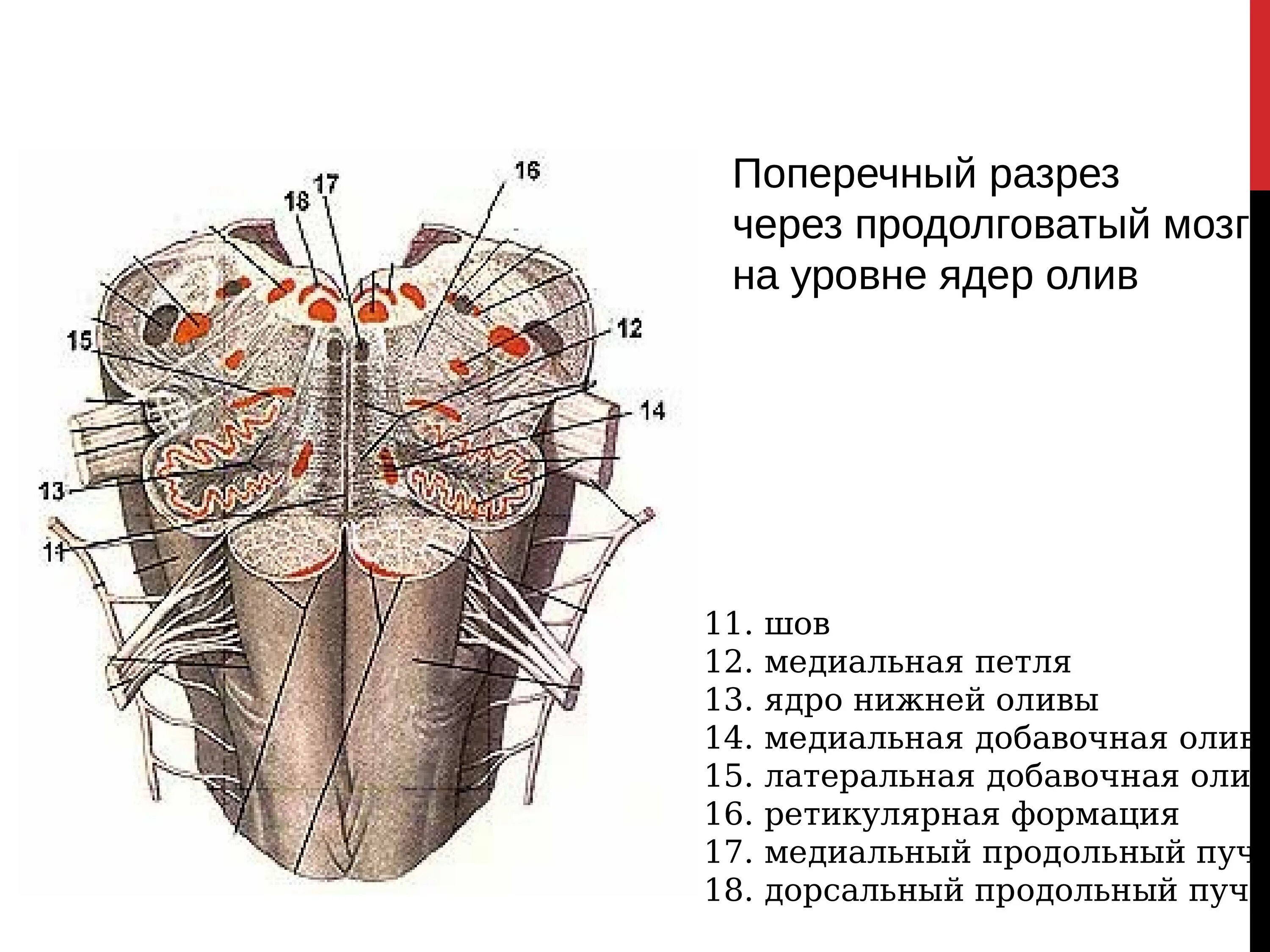 Каким номером на рисунке обозначен продолговатый мозг. Поперечный срез продолговатого мозга. Поперечный срез продолговатого мозга анатомия. Поперечный срез продолговатого мозга на уровне олив. Медиальная петля продолговатого мозга.