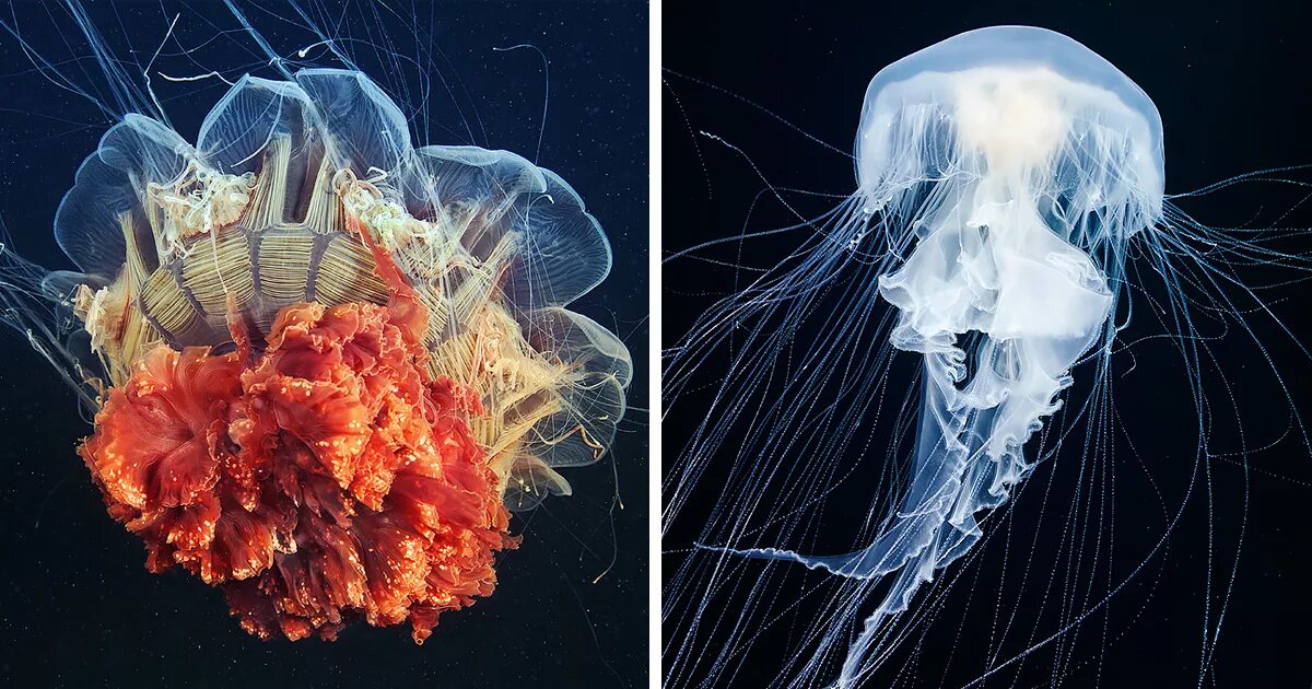 У медузы есть мозги. Инфраухо медузы. Глазки у гидроидных медуз. Медуза кубомедуза. Глаза медузы.