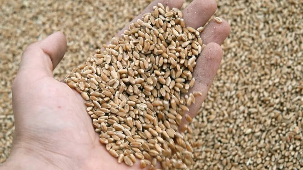 Транзит зерна. Пшеница ячмень отруби. Зерно для птицеводства. Пшеница зерно Россия.