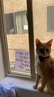 Включи сосед кота