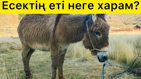 Жігіт қызды жалайды, ал ол зәр шығарады.