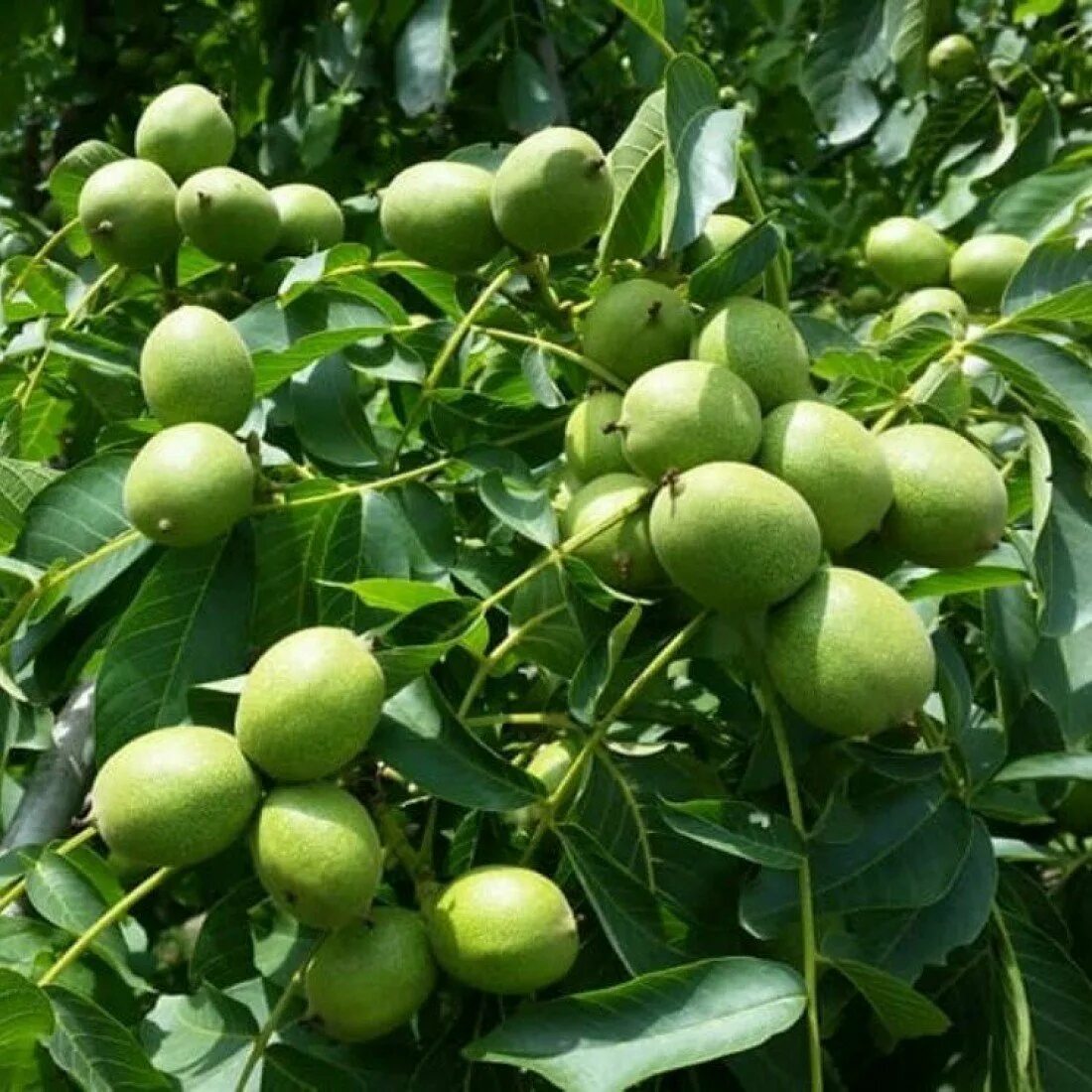 Воронежский плодово ягодный. Алыча оцарк премьер. Яблоня низкая malus pumila. Тамбовская малина. Саженцы крыжовник консул.