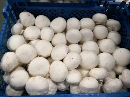 Продам свежие грибы