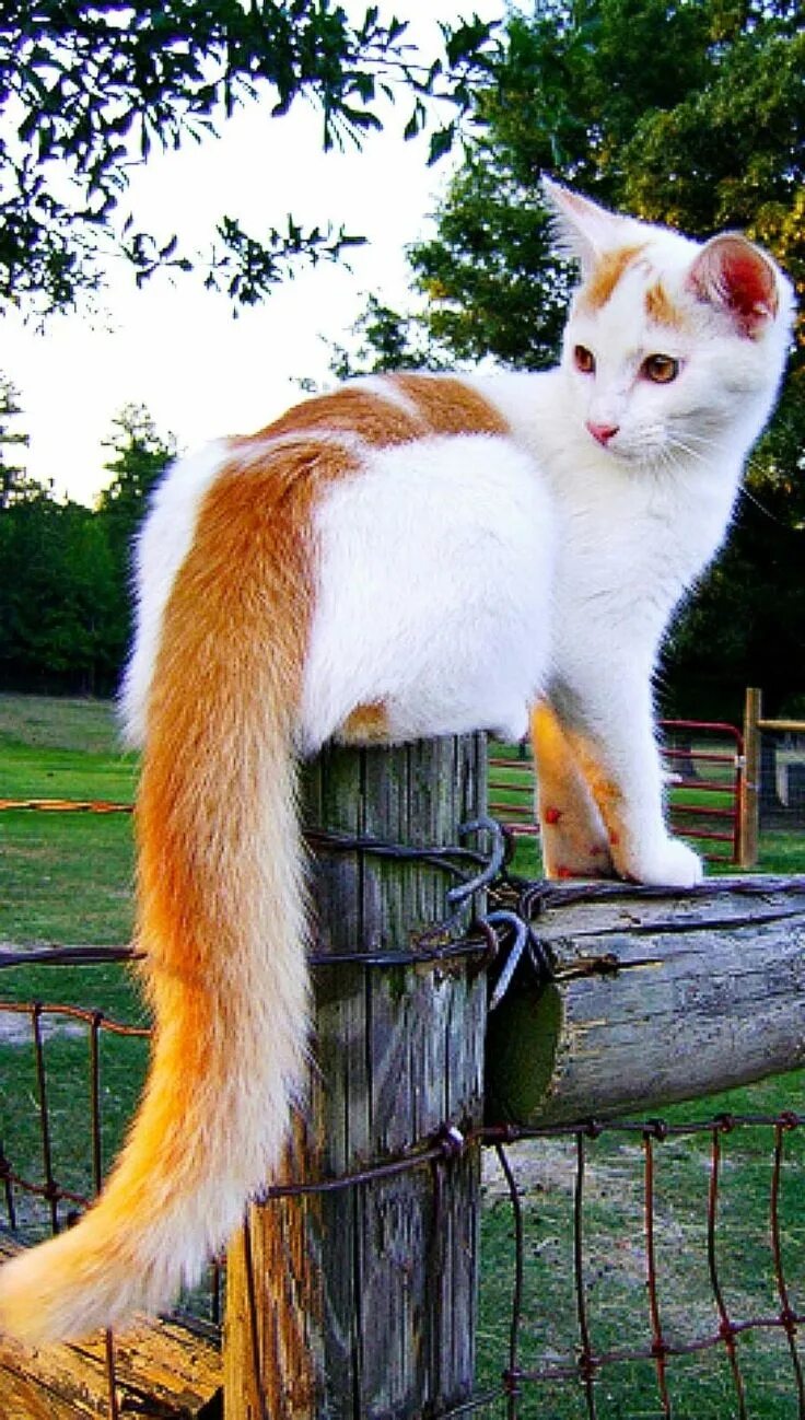 Кошка с длинным хвостом. Кошка с длинным пушистым хвостом. Длинный пушистый хвост. Рыжий кот с пушистым хвостом. Породы длинных котов